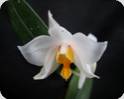 Dendrobium daklakense